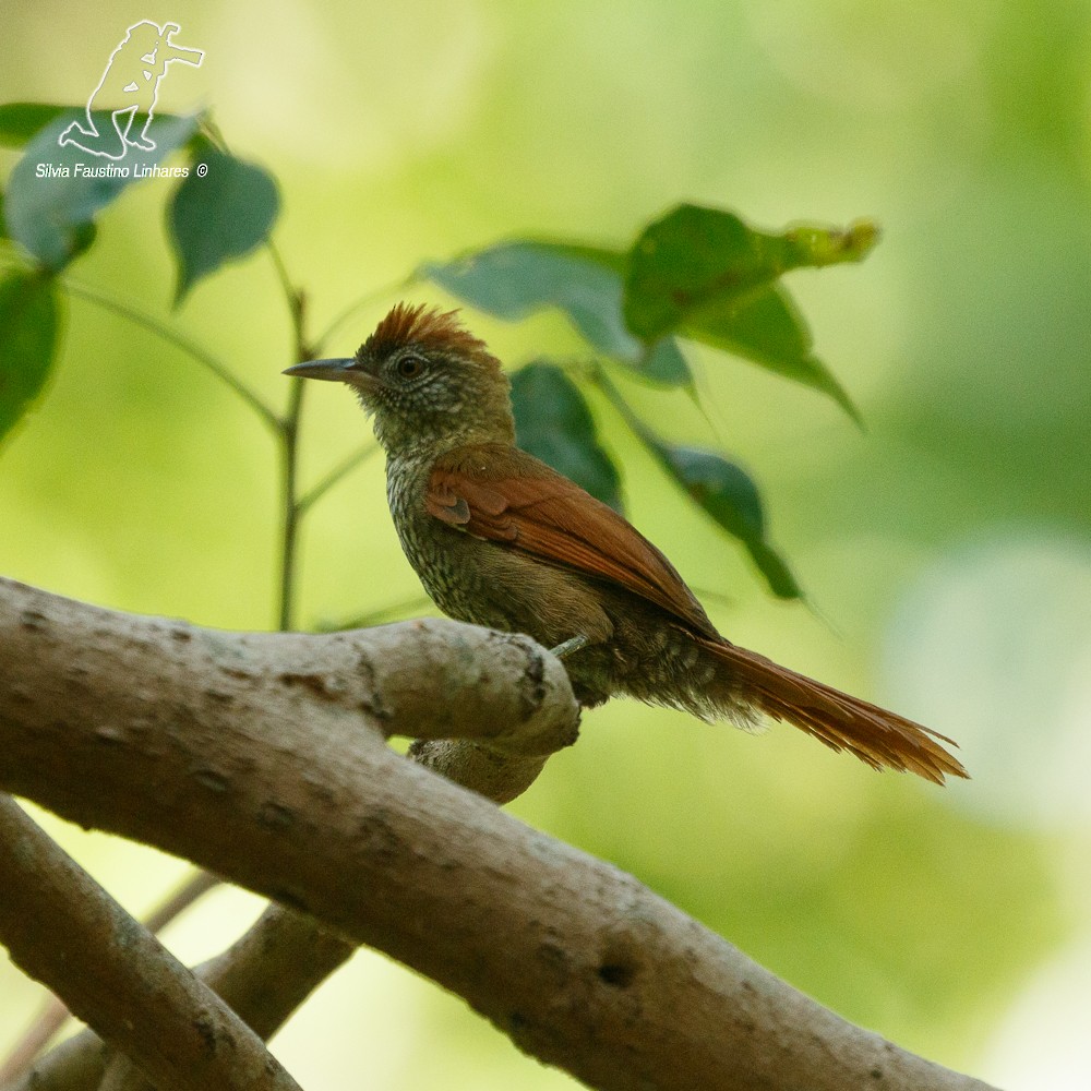 Scaled Spinetail - ML77539541