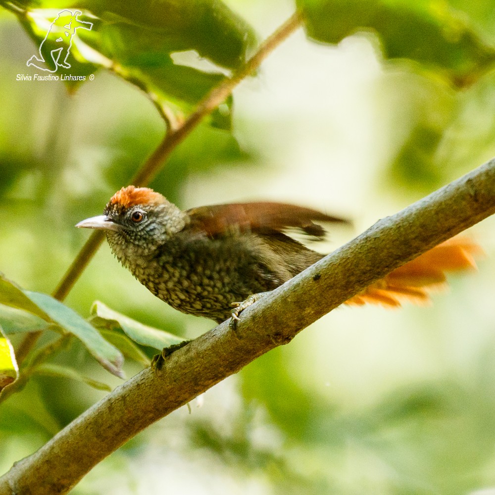 Scaled Spinetail - ML77539571