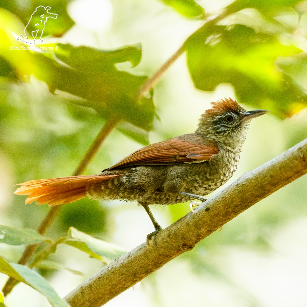 Scaled Spinetail - Silvia Faustino Linhares