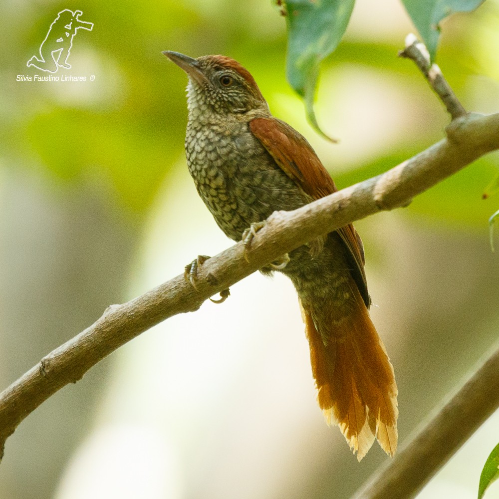 Scaled Spinetail - ML77539591