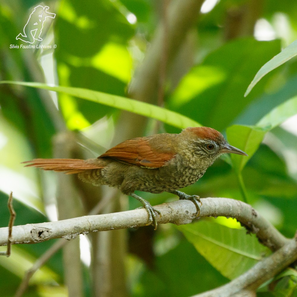 Scaled Spinetail - Silvia Faustino Linhares