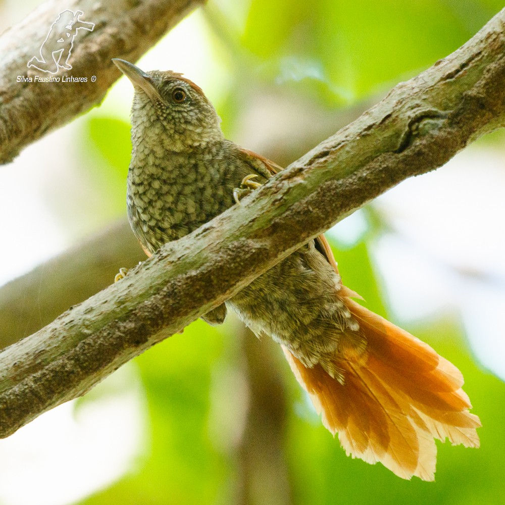 Scaled Spinetail - ML77539611