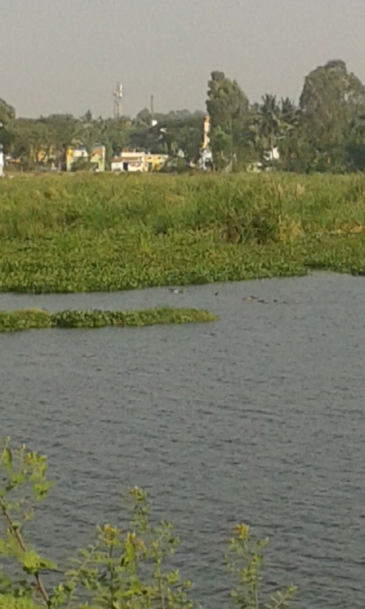 Knob-billed Duck - Sridhara B A