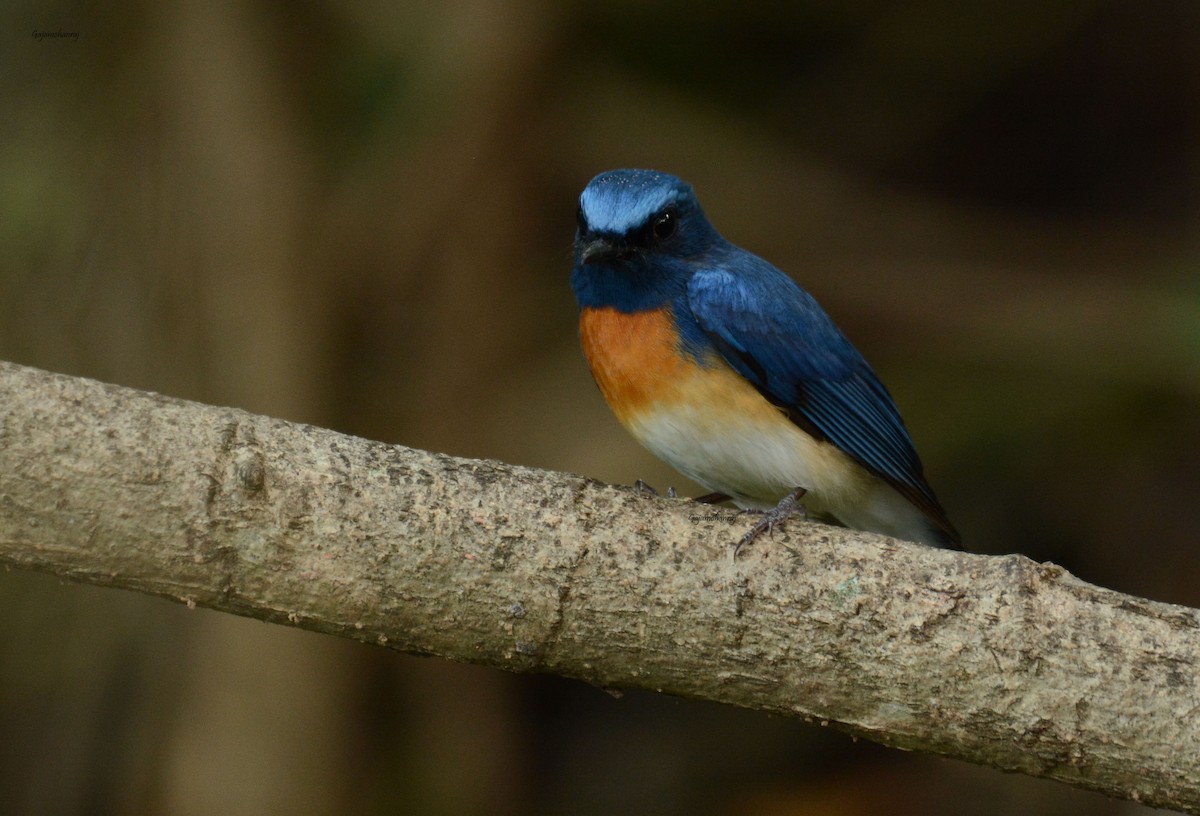 Blue-throated Flycatcher - Gaja mohanraj