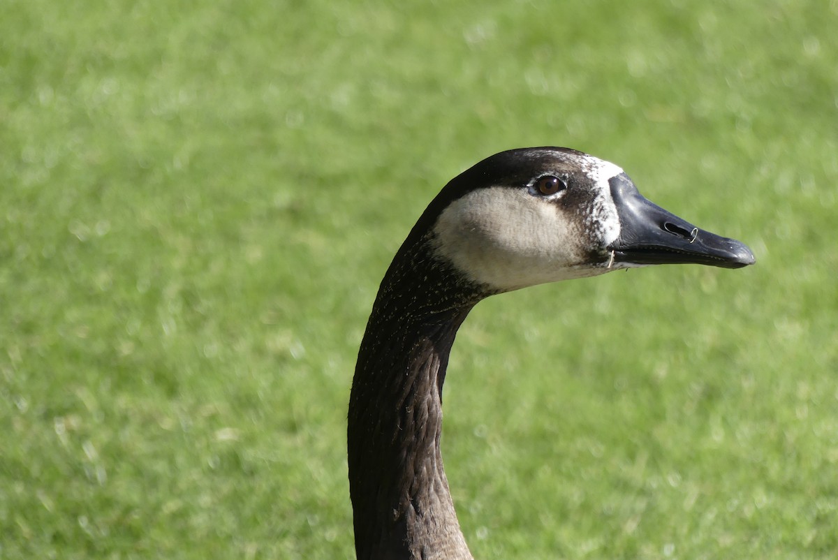 Swan Goose x Canada Goose (hybrid) - Brian Jones