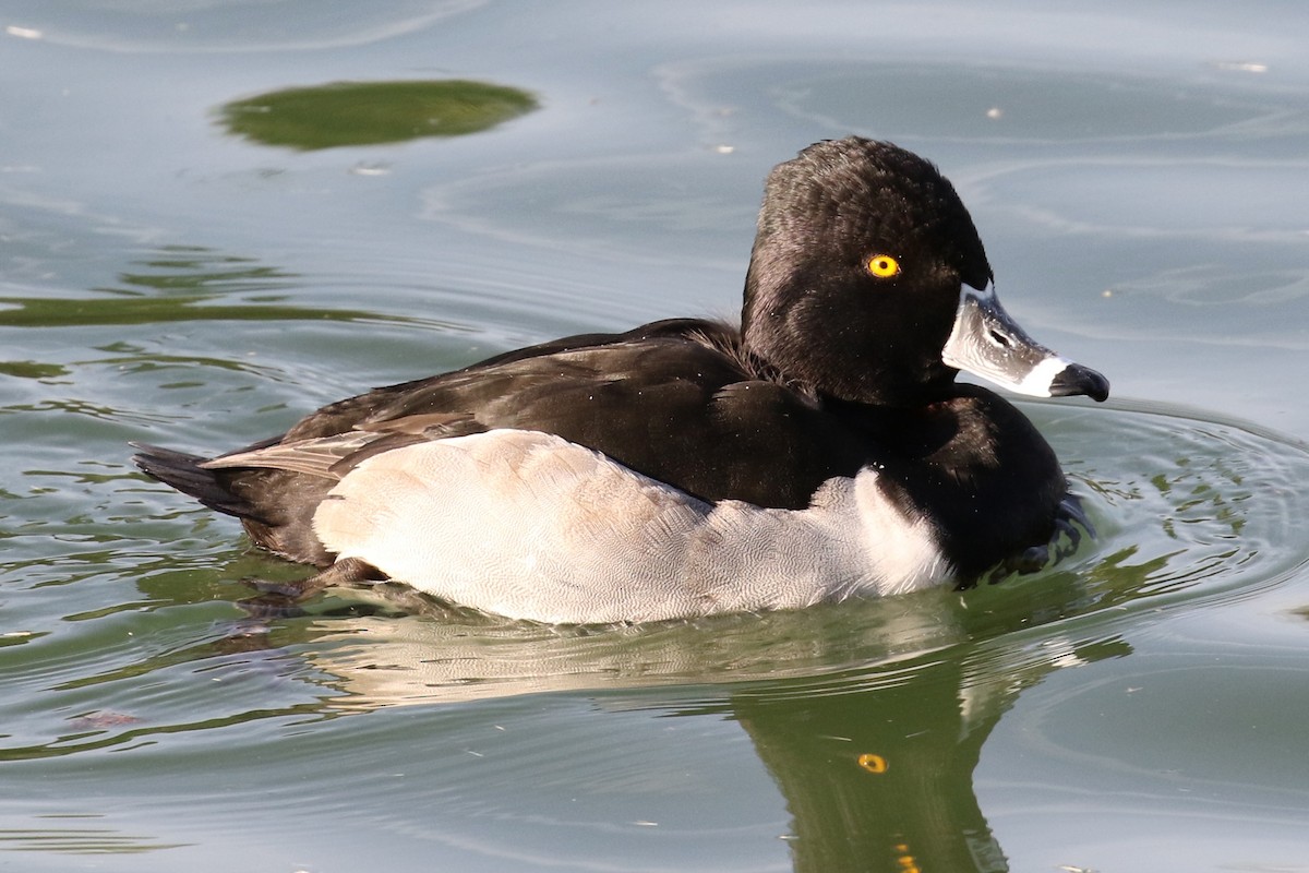 Ring-necked Duck - ML77543981