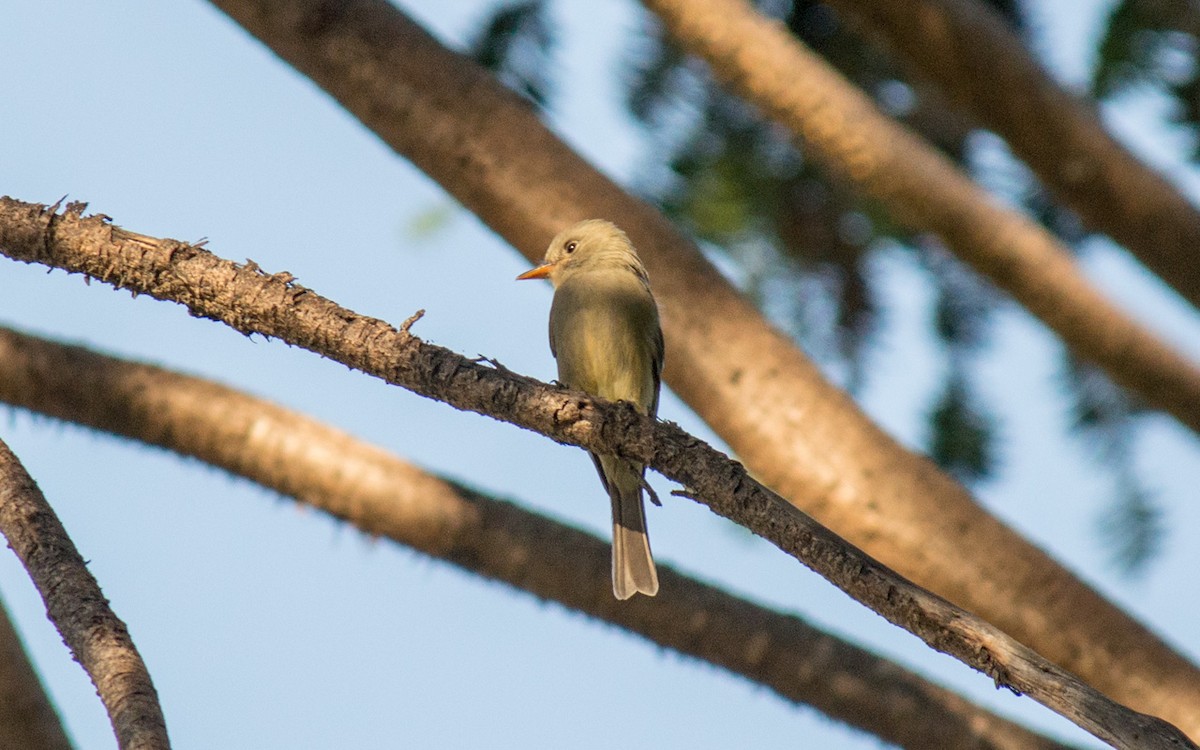 Greater Pewee - ML77544591
