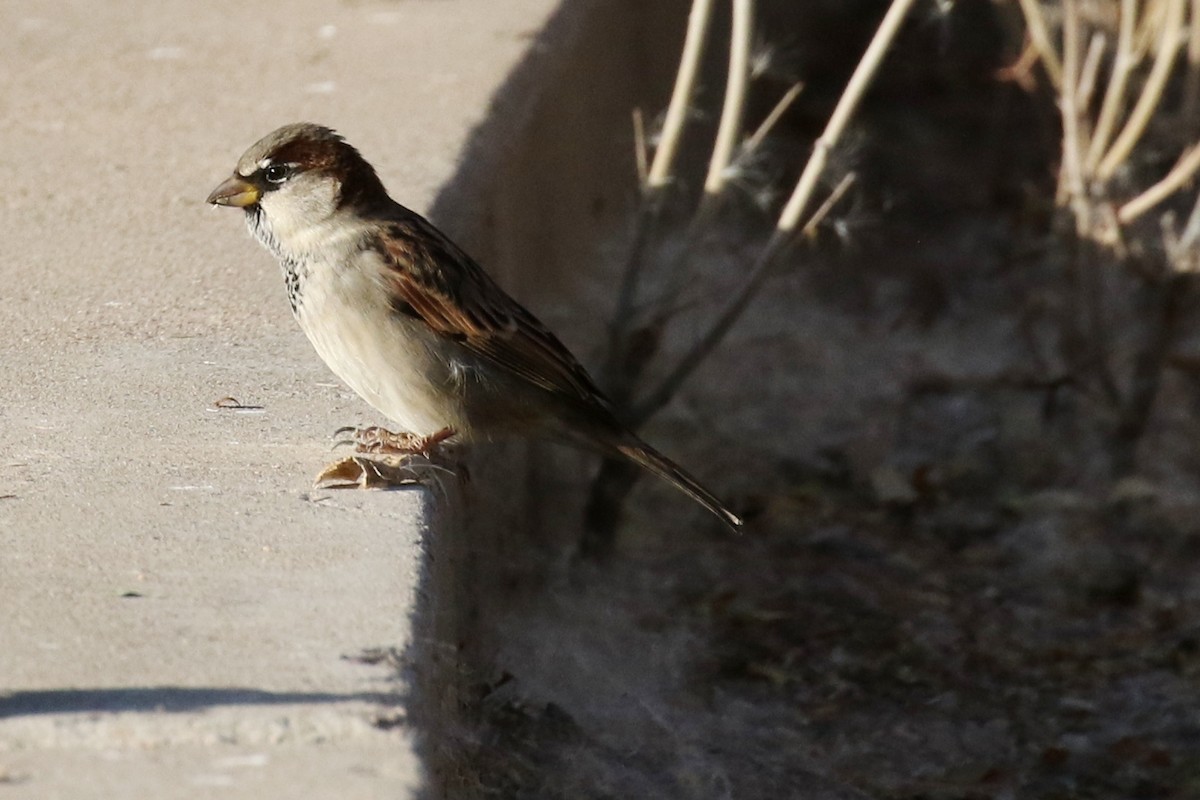 House Sparrow - ML77544781