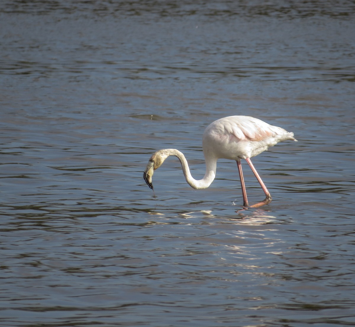 Greater Flamingo - Aleksa Vukićević