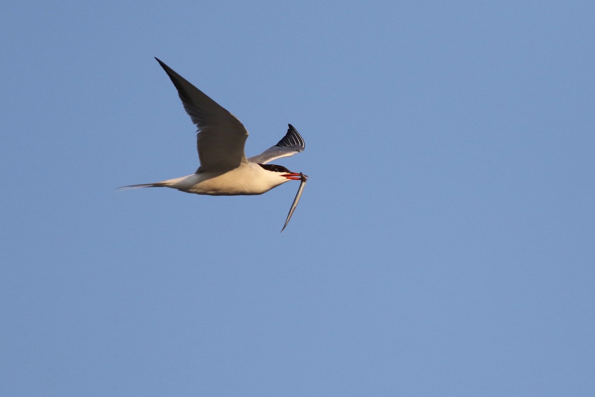 Common Tern - Max McCarthy