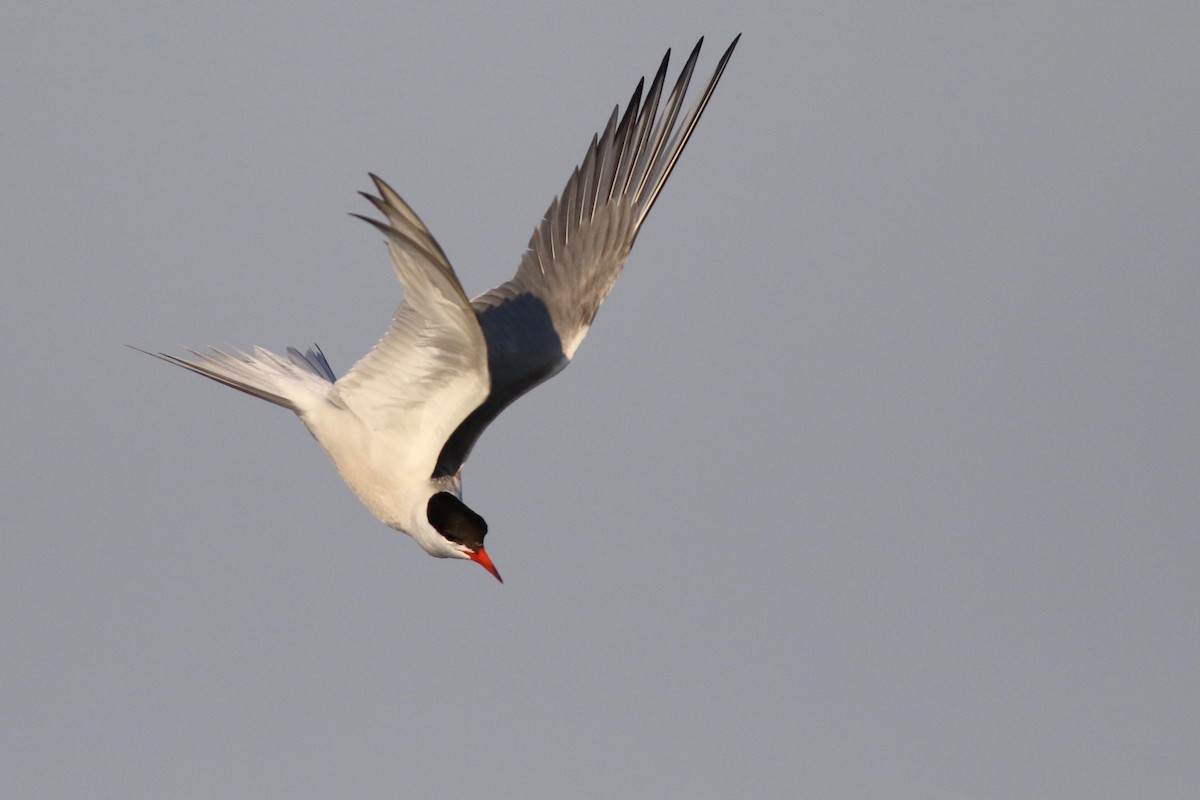 Common Tern - ML77548301