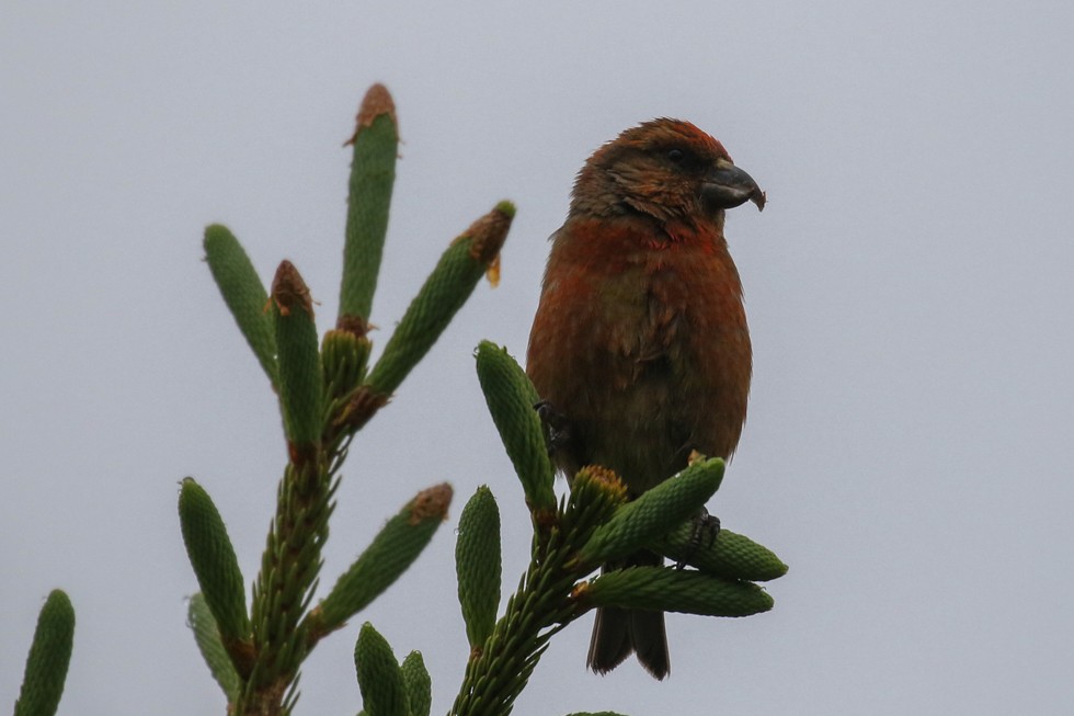 Red Crossbill (Newfoundland or type 8) - ML77548771