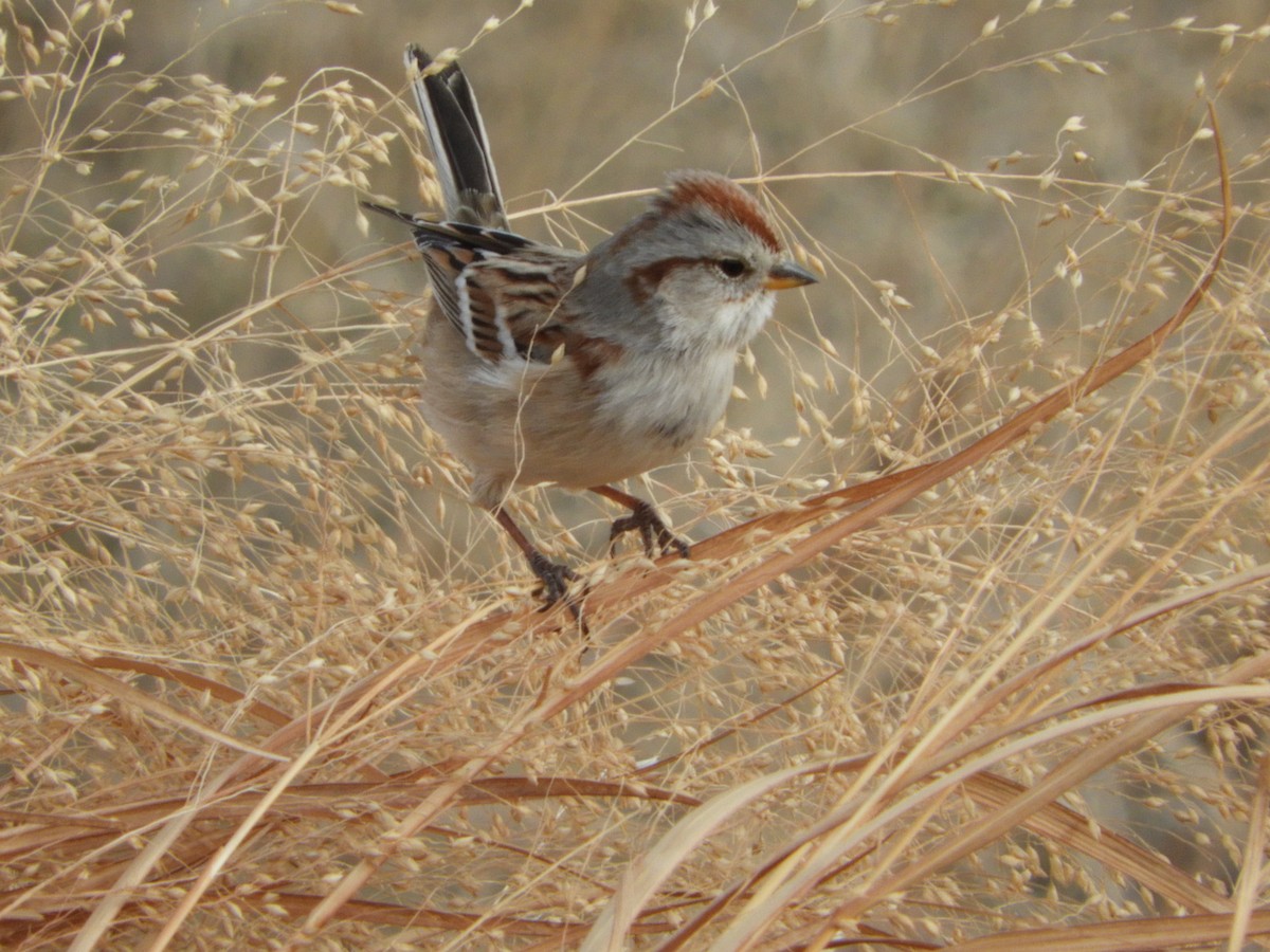 American Tree Sparrow - Cheri & Rich Phillips