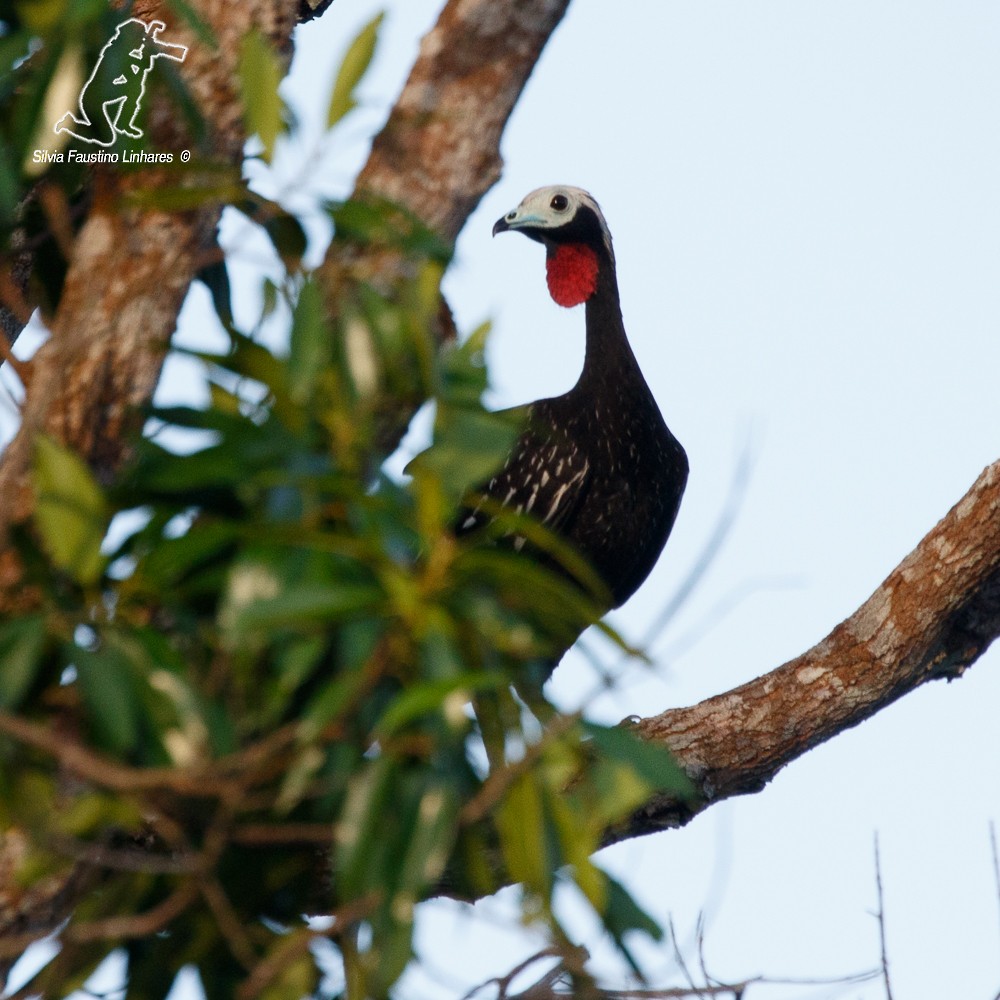 Red-throated Piping-Guan - Silvia Faustino Linhares
