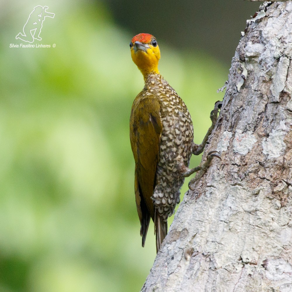 Yellow-throated Woodpecker - ML77554691