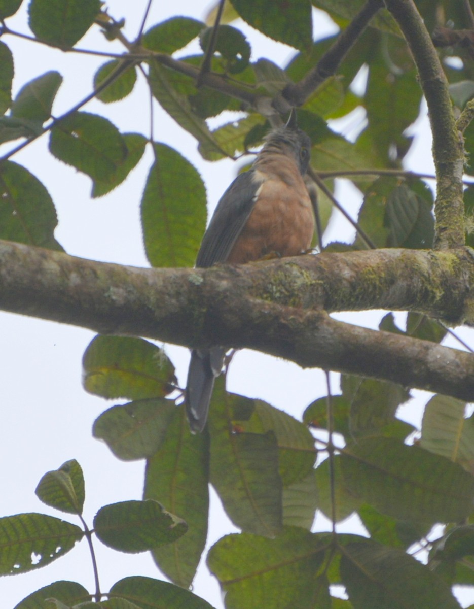 Brush Cuckoo (Sulawesi) - ML77555371