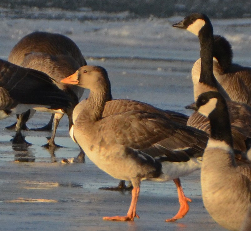 Greater White-fronted Goose - ML77558041