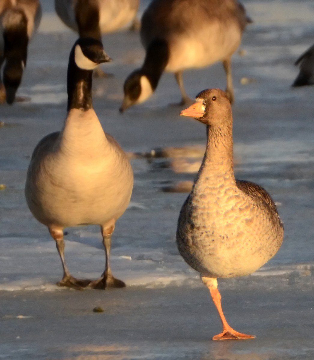 Greater White-fronted Goose - ML77558051