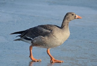 Greater White-fronted Goose, ML77558071