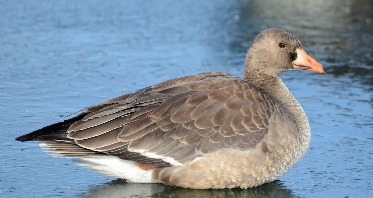 Greater White-fronted Goose - ML77558111