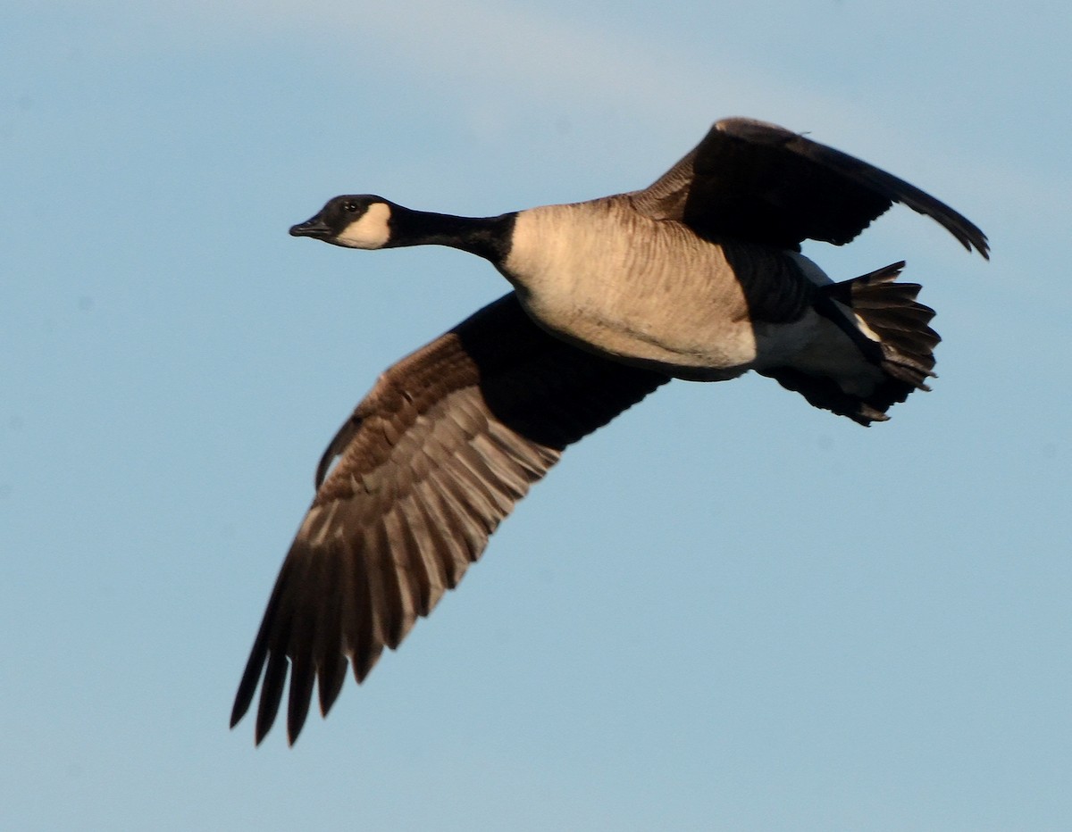Cackling Goose (Richardson's) - ML77558441