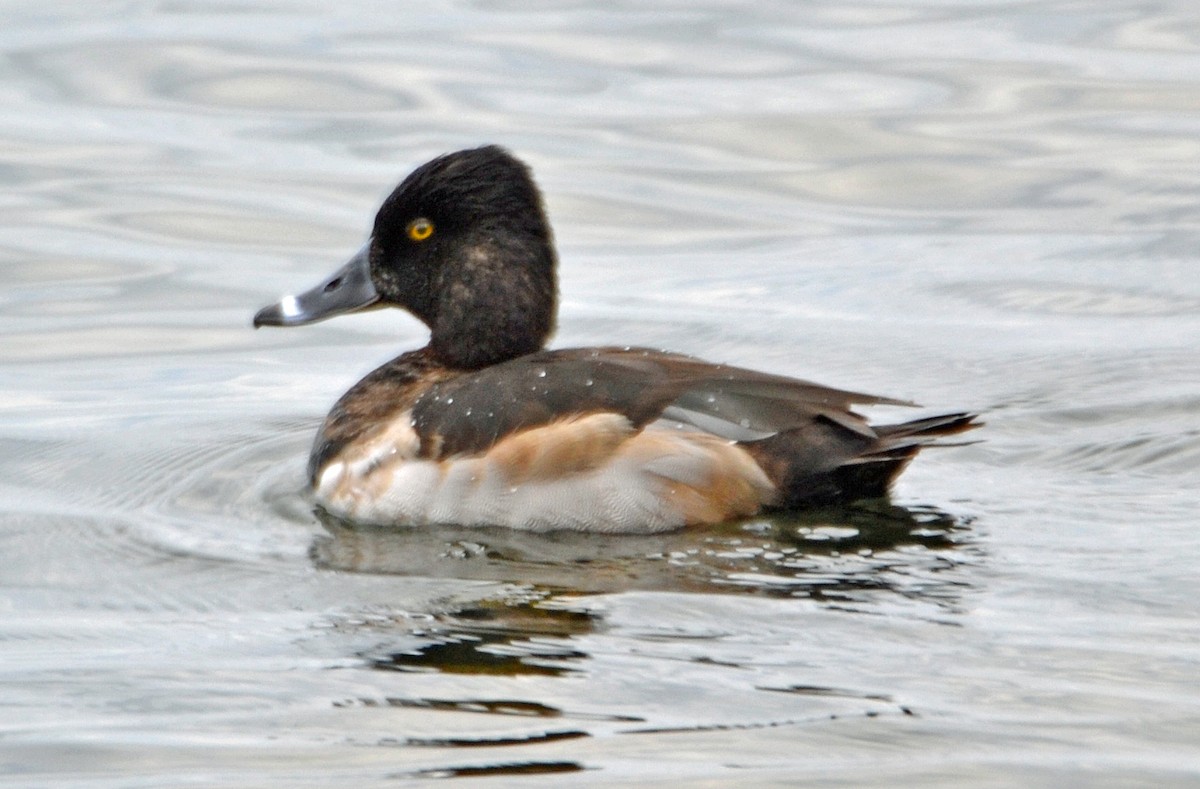Ring-necked Duck - ML77558541