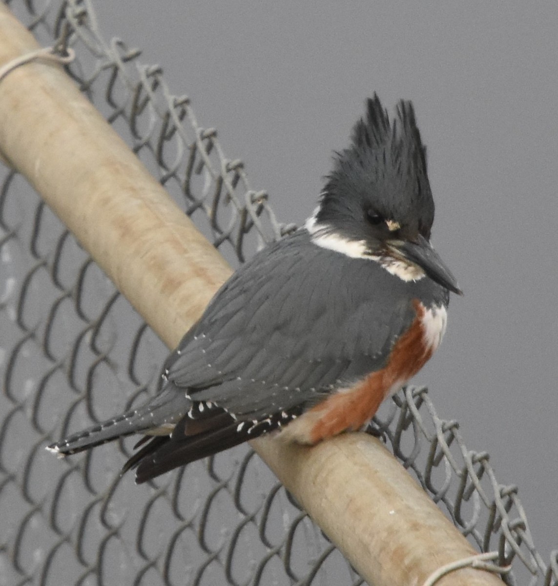 Belted Kingfisher - Guy Babineau