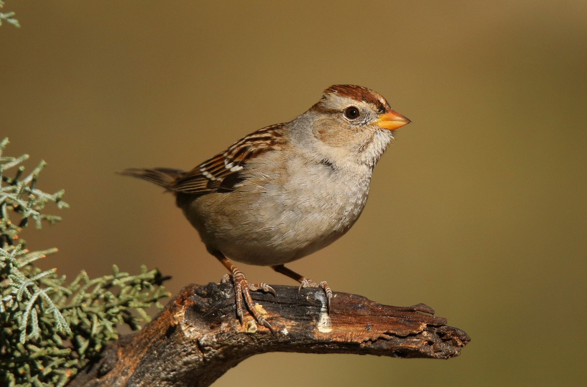 White-crowned Sparrow - Tony Battiste