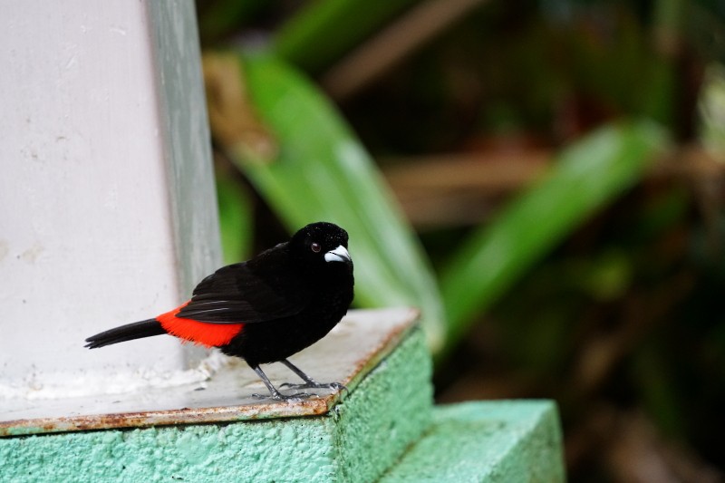 Scarlet-rumped Tanager (Passerini's) - ML77563101