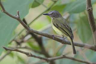  - Stripe-necked Tody-Tyrant