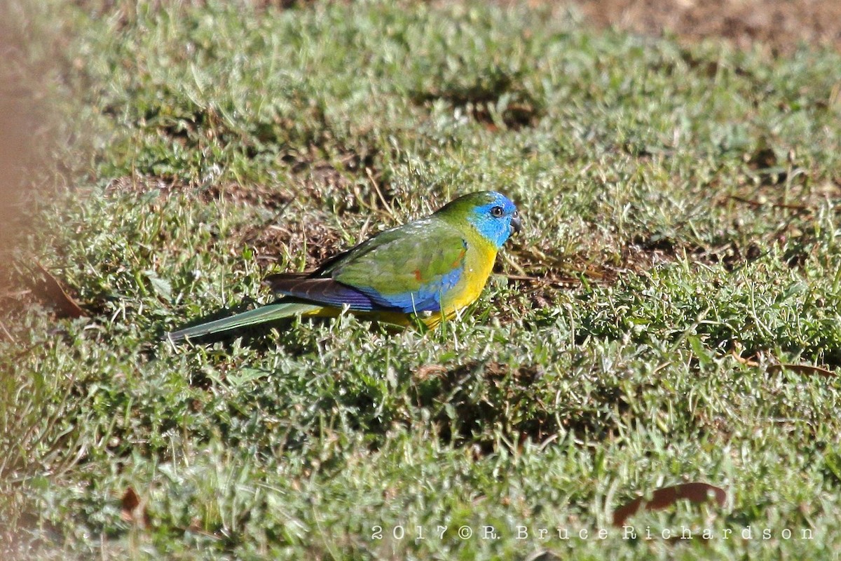 Turquoise Parrot - R. Bruce Richardson
