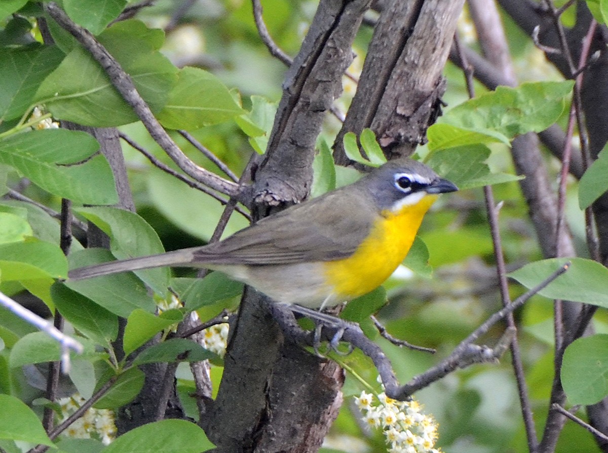 Yellow-breasted Chat - ML77567681