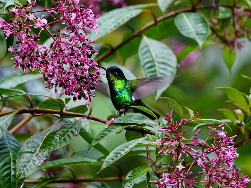 Talamanca Hummingbird - Erich Hetzel