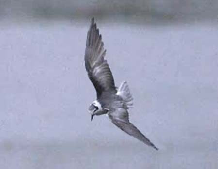 White-winged Tern - ML77571751