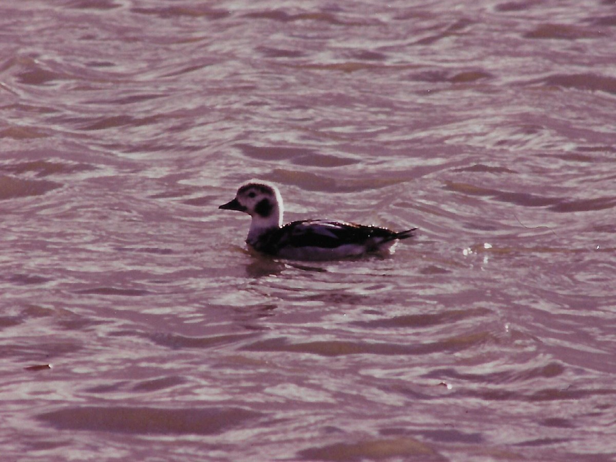 Long-tailed Duck - ML77574451