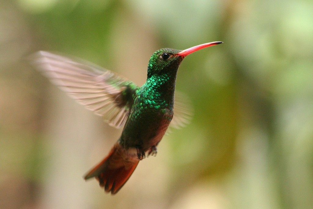 Rufous-tailed Hummingbird - ML77578531