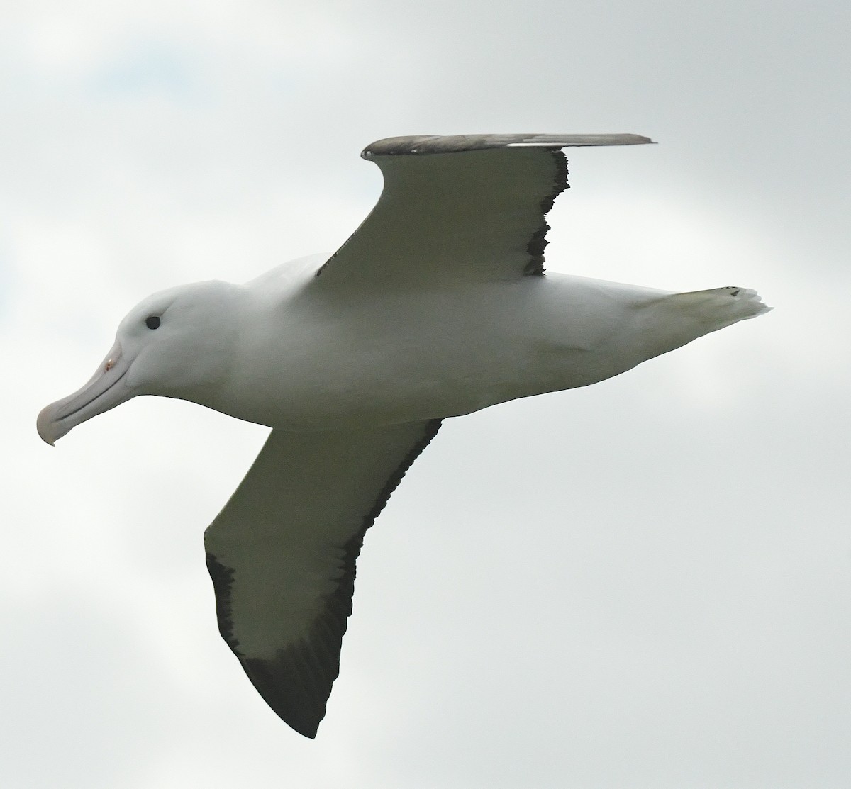 Northern/Southern Royal Albatross - ML77579171