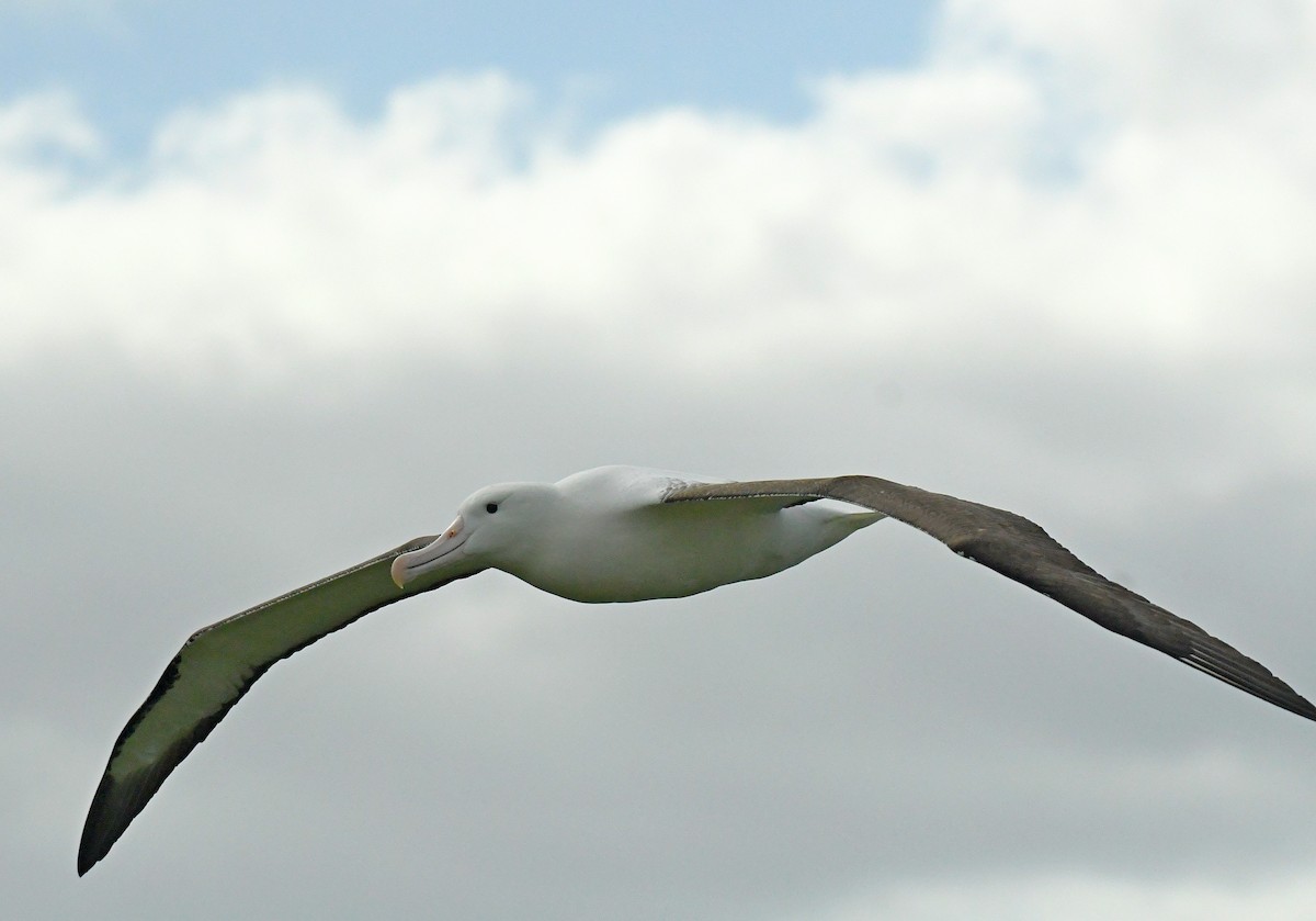 Northern/Southern Royal Albatross - ML77579281