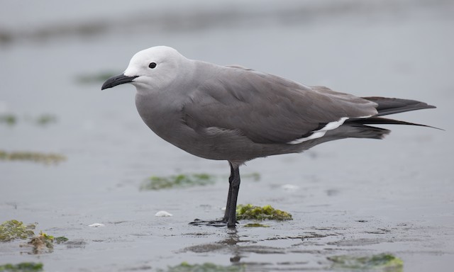 Adult Gray Gull. - Gray Gull - 