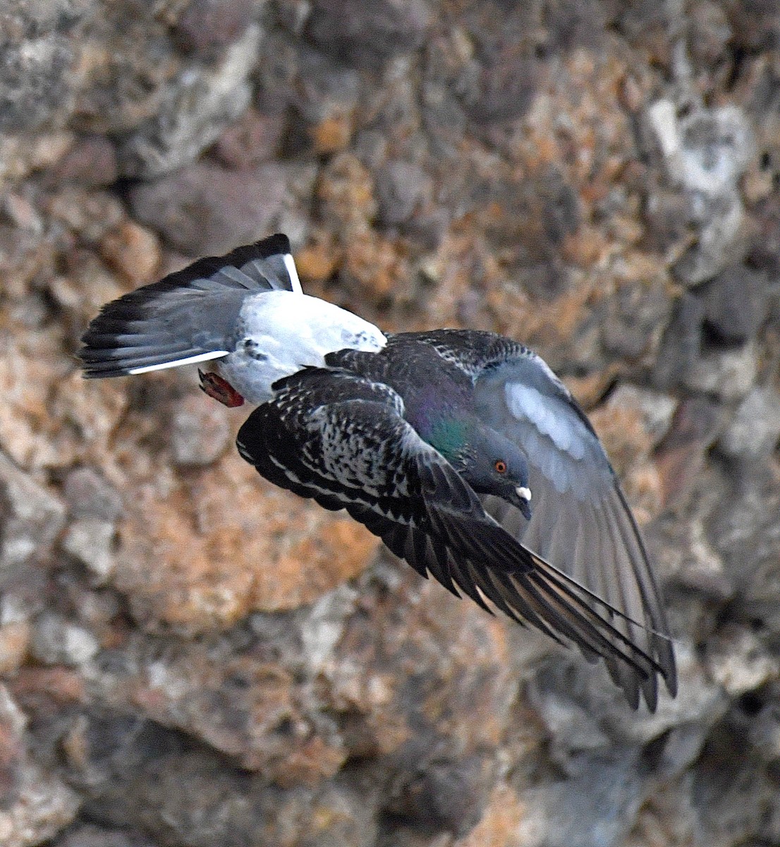 Rock Pigeon (Feral Pigeon) - ML77579831