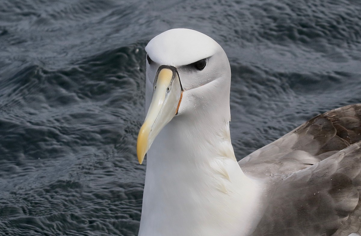 White-capped Albatross - Roger Zachary