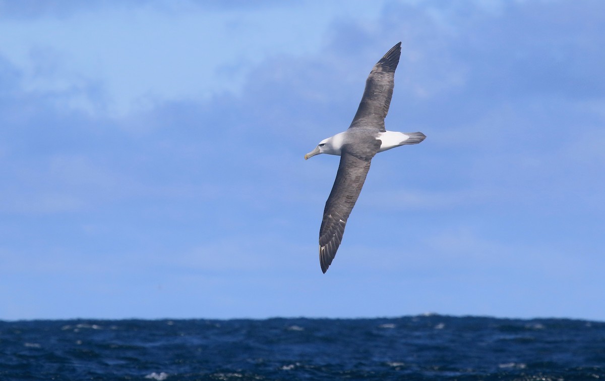 White-capped Albatross - Roger Zachary