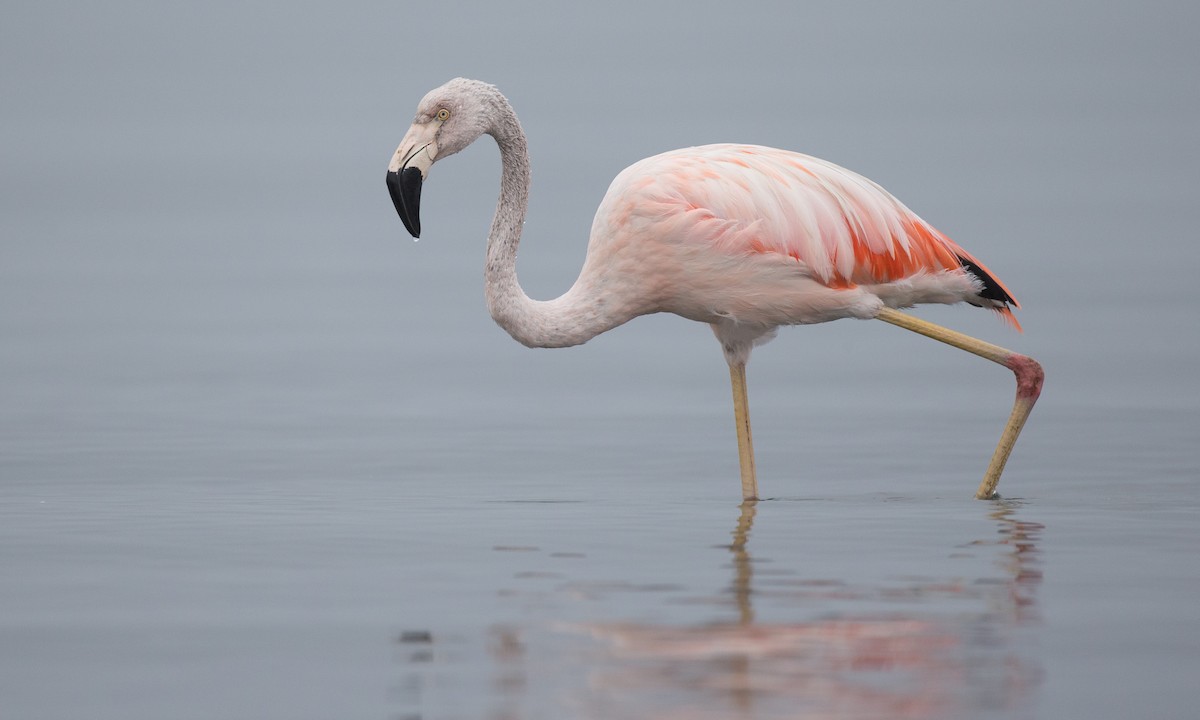 Chilean Flamingo - ML77582891