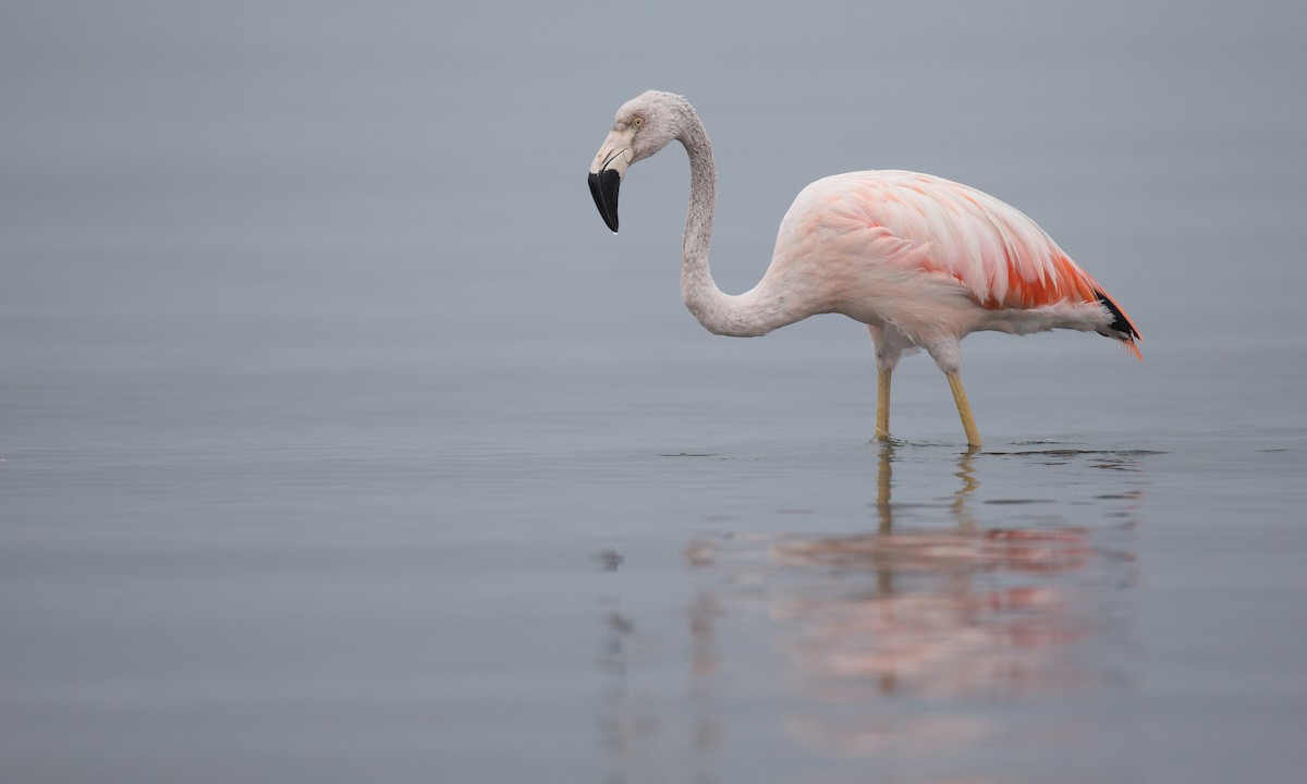 Chilean Flamingo - ML77582911
