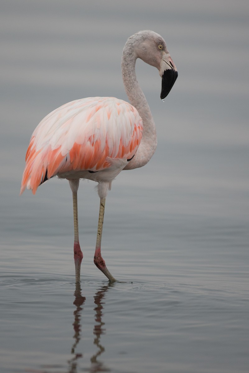 Chilean Flamingo - ML77582991