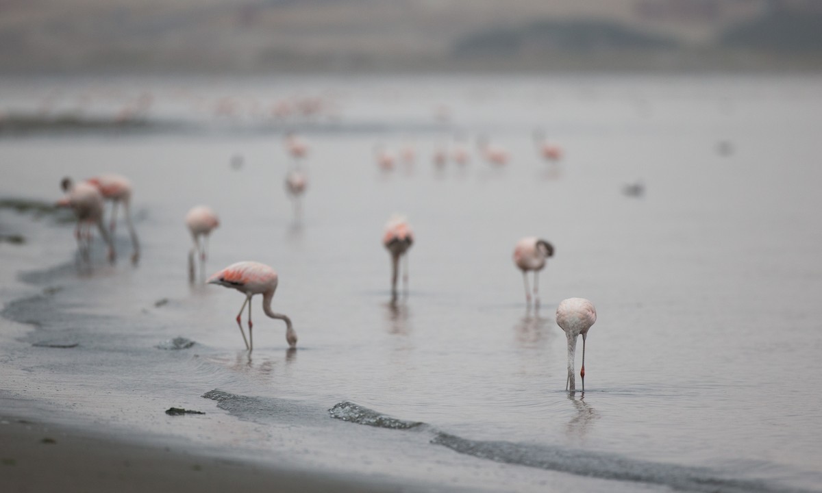 Chilean Flamingo - ML77583121