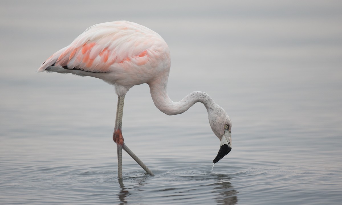 Şili Flamingosu - ML77583131