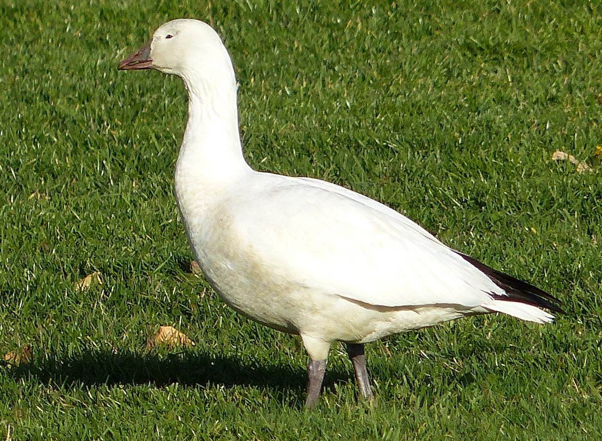 Ross's Goose - Andy Frank