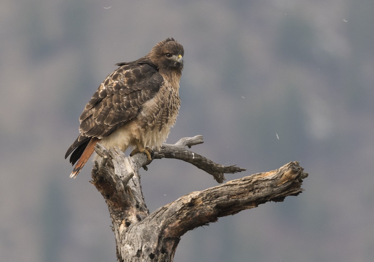 Red-tailed Hawk - ML77584131