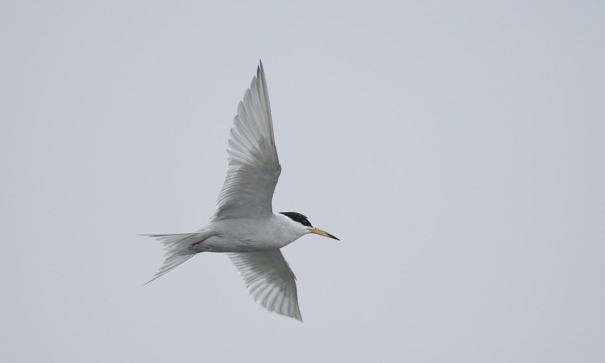 Peruvian Tern - Chris Wood